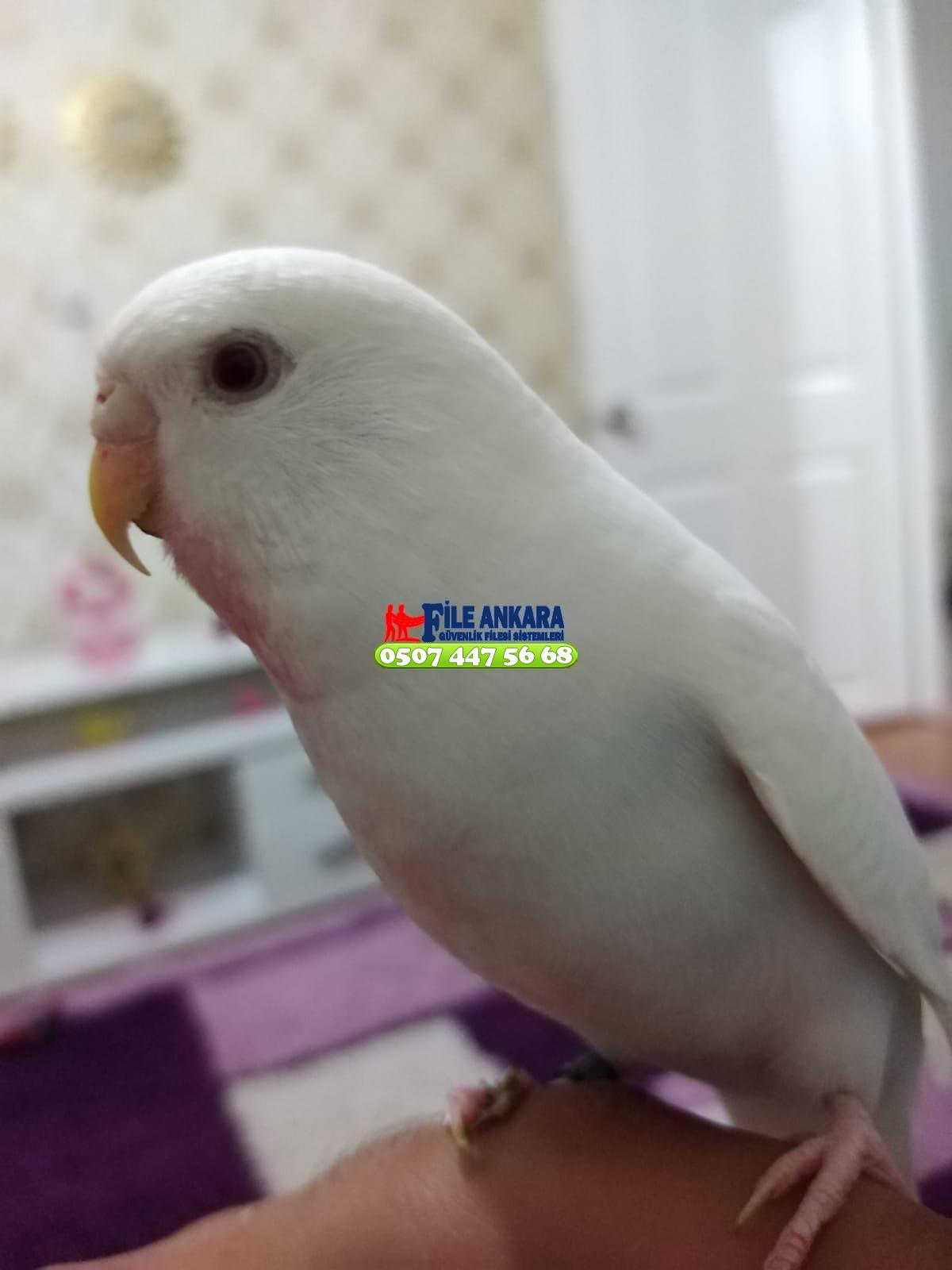   Fabrika Kuş Filesi 0507 447 56 68